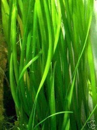 5 Bunde Vallisnerien gigantea, Wasserpflanzen