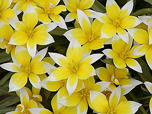 JULIA'S GARDEN-12 DWARF BOTANICAL TULIP BULBS TARDA-MULTI HEADED-AWARD OF GARDEN MERIT-PLANT WITH -SNOWDROP-CROCUS-BLUEBELL-IRIS-MUSCARI