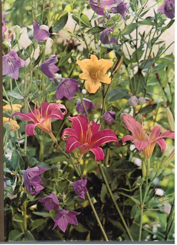 Perennials. The Time-Life Encyclopedia of Gardening