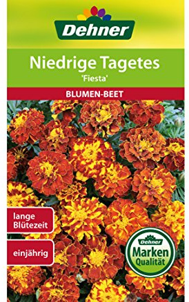 Dehner Blumen-Saatgut, Niedrige Tagetes Fiesta, 5er Pack (5 x 1.3 g)