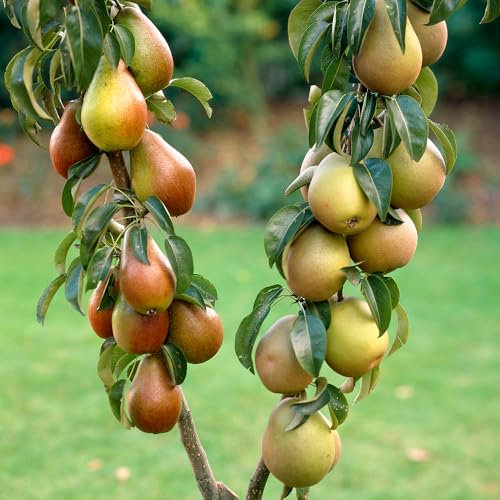 YouGarden Pear Patio Duo Fruit Tree - Conference Pears and Concorde Pears on One Bare Root Tree - Duo Pear Tree for Gardens and Patios - Fruit Trees for The Garden UK