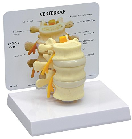 GPI Anatomicals 1500 Rückenwirbel Modell