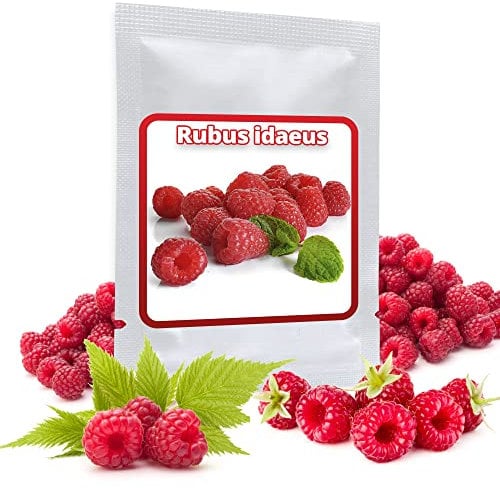 Rosso lampone - circa 50 semi Iconfezione - Rubus idaeus - resistente al gelo/perenne