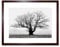 Wee Blue Coo Old Oak Tree Black White Mist Fog Photo Framed Wall Art Print