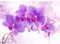 Runa Art Fototapete Orchidee Blumen 352 x 250 cm Vlies Tapeten XXL Moderne Wandtapete Wohnzimmer Schlafzimmer Lila 9012011b
