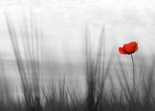 Nice walls WTD Mantiburi Papier peint Motif coquelicot Rouge 254 x 183 cm