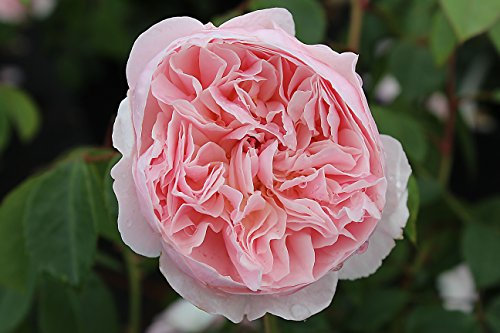 Englische Rose Wisley 2008 ® Ausbreeze ® Containerrosen im großen 7,5 Liter Topf