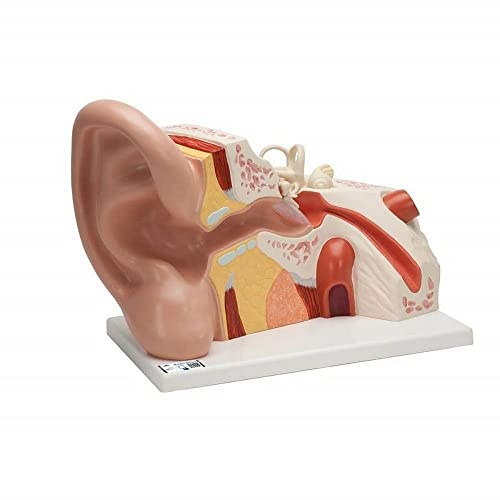 3B Scientific 3B Smart Anatomy VJ513 Ohr-Modell, groß, 5-fach vergrößert, 3-teilig + kostenlose Anatomie App - 3B Smart Anatomy
