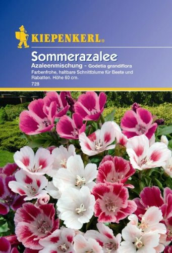 Godetia Sommerazalee Azaleen-Mischung