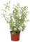 Outlet Garden - Hierba Luisa - Aloysia Triphylla. Arbusto Aromático, Altura: 50 Centimetros Aproximado, Contenedor: 17 Cm. Envios Solo Peninsula