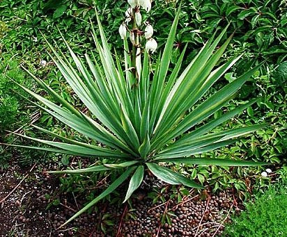 Yucca glauca - 20 Samen - extrem frosthart