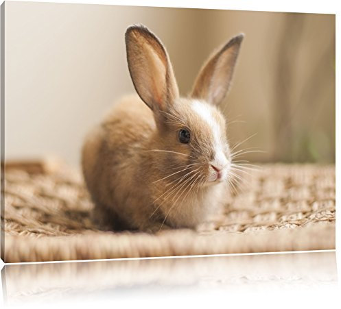 Pixxprint Süßes Kaninchen Bild, Größe: 60x40cm, Leinwandbild, fertig gespannt, Wandbild, Dekoration, Kunstdruck, kein Poster
