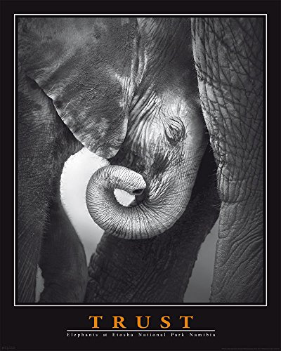 Motivational - Trust - Elephant - Elefanten Poster Plakat Druck - Größe 40x50 cm