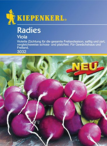Sperli Gemüsesamen Radieschen Viola, grün