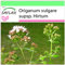 SAFLAX - Orégano griego - 600 semillas - Origanum vulgare