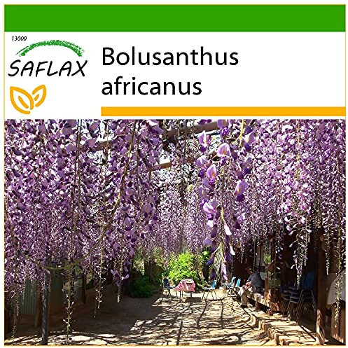 SAFLAX - Glycine arbre - 10 graines - Avec substrat - Bolusanthus africanus