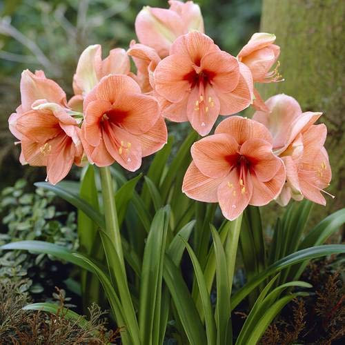 Amaryllis Rilona - 1 blumenzwiebel