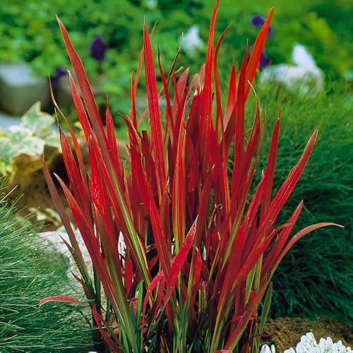 YouGarden Imperata Blood Grass 'Red Baron', Set of Three Established Plants in 9cm Pots, Decorative Grasses for Gardens, Garden Ready Established Red Ornamental Grass