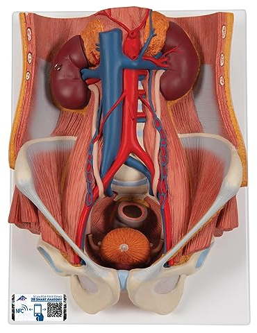 3B Scientific Menschliche Anatomie - Harnapparat, zweigeschlechtig, 6-teilig + kostenlose Anatomie App - 3B Smart Anatomy