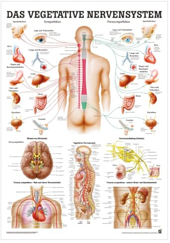 Sport-Tec Vegetatives Nervensystem Mini-Poster Anatomie 34x24 cm med. Lehrmittel