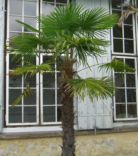Seedeo Hanfpalme (Chamaerops excelsa) 10 Samen