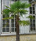 Seedeo Hanfpalme (Chamaerops excelsa) 10 Samen