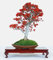 Ilex aquifolium Natale comune Agrifoglio * Bonsai 10 Semi Evergreen Incredibile * Rare