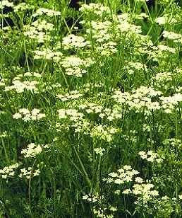 500 CUMIN Cuminum Cyminum Herb Blumensamen