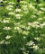 500 CUMIN Cuminum Cyminum Herb Blumensamen
