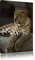 Pixxprint Majestätischer Leopard, Größe: 120x80cm, Leinwandbild, fertig gespannt, Wandbild, Dekoration, Kunstdruck, kein Poster