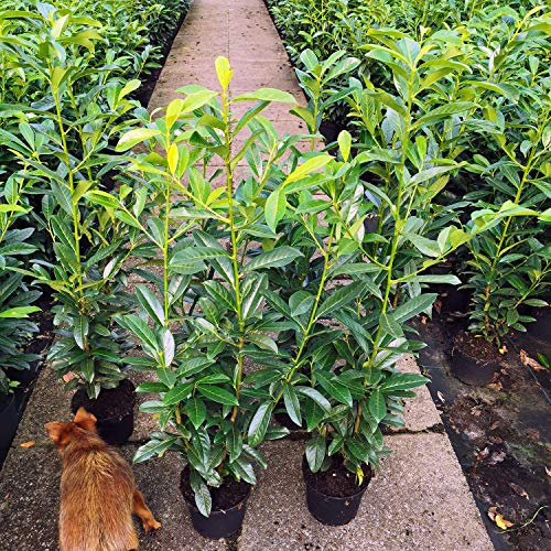 Kirschlorbeer Genolia ® Containerpflanzen 80-100 cm