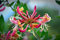 Japanische Geißblatt 15 Samen,(Lonicera japonica) intensive, teejasminartige Duft