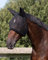 QHP Fliegenschutzmaske mit Ohren Fliegenschutz Kopf schwarz diverse Größen (Warmblut)