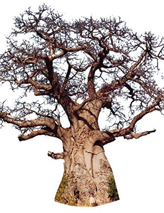 Afrikanische Affenbrotbaum (Adansonia digitata) 10 Samen