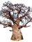 Afrikanische Affenbrotbaum (Adansonia digitata) 10 Samen