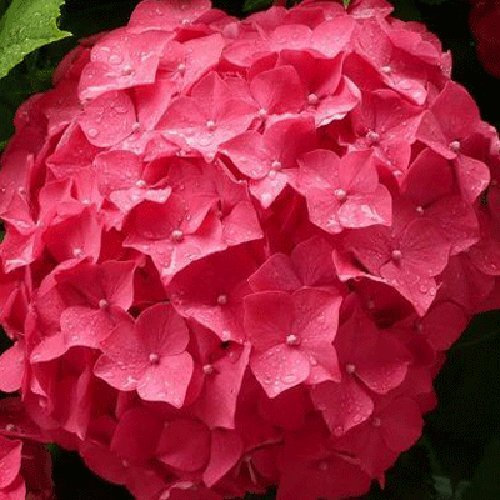 Hydrangea macrophylla 'Red' 15cm Pot Size