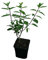 Rispenhortensie - WIMS RED - Pflanze Hortensie Top-Neuheit