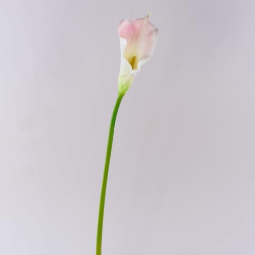 artplants.de Künstliche XL Calla, weiß - rosa, real - Touch, 70cm, 10x18cm - Kunst Calla - Kunstblume - Kunststoffblume