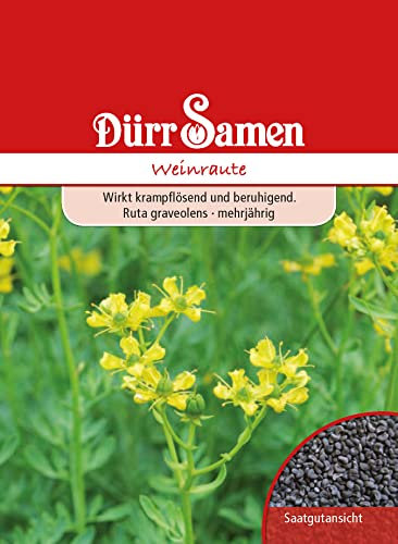 Weinraute Samen Weinrautesamen ca 100 Korn Heilkräuter Kräutersamen Heilpflanze Saatgut Balkon Garten Hochbeet Kübel Dürr Samen