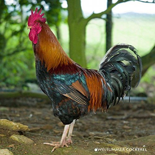 CSP Welsummer Cockerel Poultry Greeting Card with sound,Multi colour,15cm x 15cm x 0.2cm