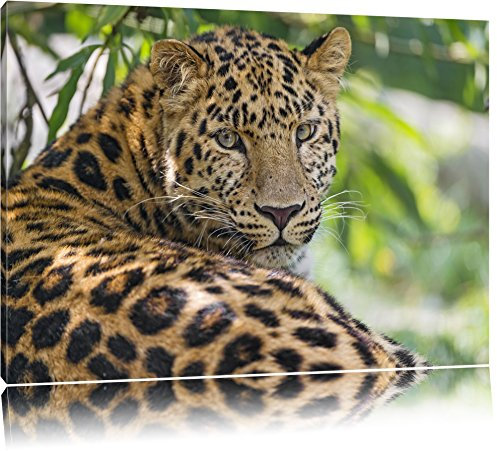 Pixxprint aufmerksamer Leopard im Schatten, Größe: 120x80cm, Leinwandbild, fertig gespannt, Wandbild, Dekoration, Kunstdruck, kein Poster