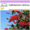 SAFLAX - Australischer Lampenputzer - 400 Samen - Callistemon citrinus