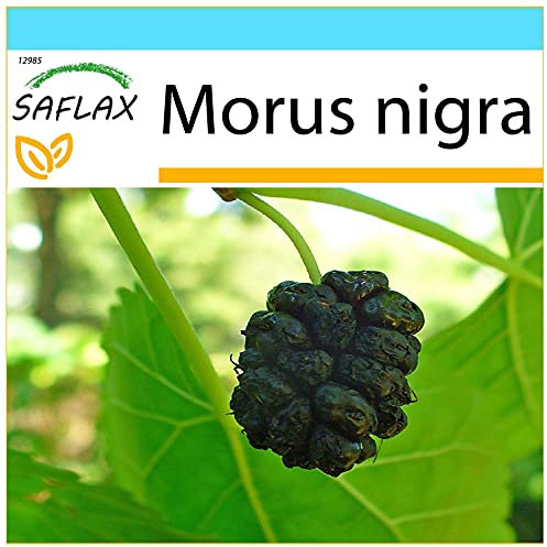 SAFLAX - Set regalo - Mora negra - 200 semillas - Con caja regalo/envío, etiqueta para envío, tarjeta de felicitación y sustrato de cultivo y fertilizante - Morus nigra
