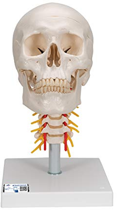 3B Scientific klassisches Schädel-Modell mit Montage, on Cervical Spine, 1