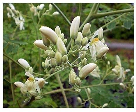 Moringa pterygosperma - Mehrzweck Wunderbaum - 10 Samen