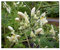 Moringa pterygosperma - Mehrzweck Wunderbaum - 10 Samen
