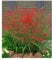 BALDUR Garten Rotes Liebesgras Purpur Liebesgras, 3 Pflanzen Eragrostis spectabilis Garten-Ziergräser winterharte Stauden, mehrjährig, Wasserbedarf gering, blühend