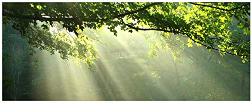 Wallario Glasbild Sonnenstrahlen im Wald - 50 x 125 cm Wandbilder Glas in Premium-Qualität: Brillante Farben, freischwebende Optik