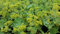 Frauenmantel (Alchemilla mollis) im 10cm Topf