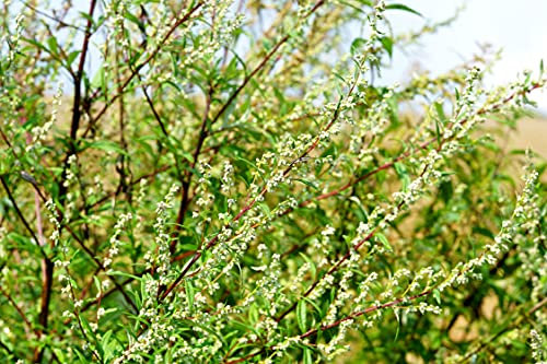 Beifuß - Artemisia vulgaris - 1000 Samen